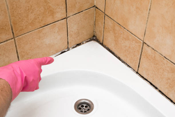  Dallas, NC Mold Removal Pros
